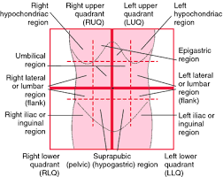 The sagittal, median and transverse planes pass through the navel and divide the abdominopelvic region into the following four quadrants Quadrant Definition Of Quadrant By Medical Dictionary