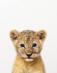 Baby Lion Baby Animals Art Print By Synplus Laptop Ipad Skin By Synplus 13 Macbook Pro Air Baby Animal Art Baby Animal Prints Baby Animals