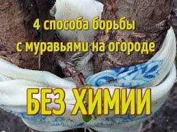 муравьи в саду и огороде и борьба с ними Kak Izbavitsya Ot Muravev Na Ogorode Chetyre Sposoba Borby S Muravyami Ne Primenyaya Himiyu Youtube Kak Izbavitsya Ot Muravyov Ogorod Muravi