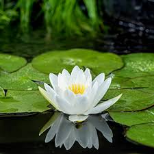 Image result for Nymphaea