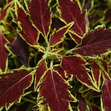 Image result for Coleus zombensis