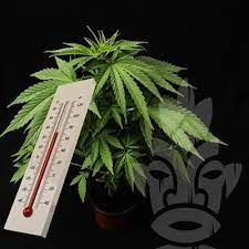If you do things right during this during the flowering stage, your plants will increase in size, develop a dynamic structure, and will grow more leaves. Best Temperature For Growing Cannabis Zativo
