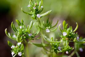 Image result for Satureja