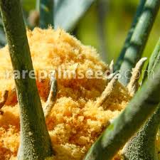 Image result for Cyphia mazoensis