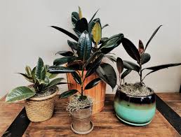 Image result for Ficus elastica