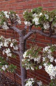 Espalier Asian Pear Jpg 353 540 Garden Trees Espalier Fruit Trees Fruit Trees