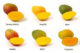 Maybe you would like to learn more about one of these? Are Mangoes Considered A Citrus Fruit Quora
