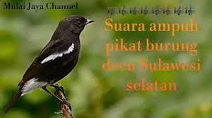 Maybe you would like to learn more about one of these? Suara Pikat Burung Decu Wulung Alis Putih Mp3 Storymusik