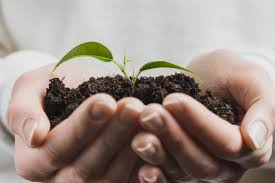 Ein ausführliches werk, das moderne wissenschaftliche erkenntnisse mit traditionellen überlieferungen und ganzheitlichen energieformen aufs beste verbindet. Die Krauter In Meinem Garten Den Garten Entdecken Mainlike