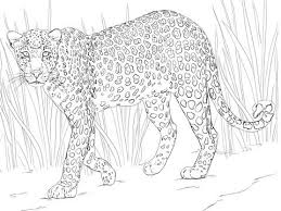 African Leopard Coloring Page Free Printable Coloring Pages African Leopard Coloring Pages Coloring Pictures