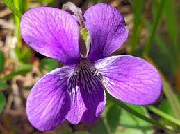 Image result for Violaceae