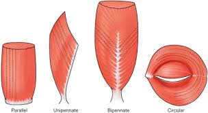 Pennate Muscle An Overview Sciencedirect Topics