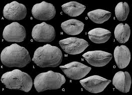 Image result for Orthopichonia