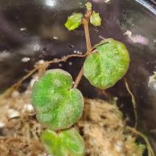 Image result for Loxodera bovonei