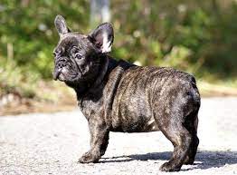 The frenchie dog has a bright and lively personality but is burdened with complicated health problems. French Bulldog Colors And Pattern Petdt French Bulldog Pictures Brindle French Bulldog French Bulldog Puppies