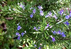 Herbs For Allergies Rosemary Plant Rosemary Plant Care Mosquito Repelling Plants