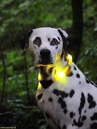 Leuchthalsband Leuchtie Premium Bossa Und Sein Gelbes Leuchtie Im Wald Leuchtie Premium Light Collar Bossa And His Yellow Leucht Hunde Tierbilder Bilder