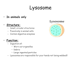 11) cytosol (it's not an organelle. Animal Cell Plant Cell Cell Membrane Outer Boundary In Plants Animals Structure Phospholipid Bilayer Hydrophilic Heads Hydrophobic Tails Contains Ppt Download