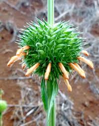 Image result for Leonotis nepetifolia