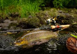 Which Is The Best Hook Size For Trout Fishing