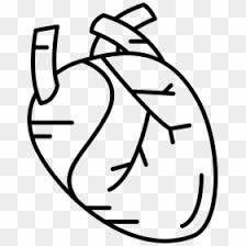 Free Human Heart Png Images Hd Human Heart Png Download Vhv