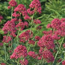 Image result for Centranthus