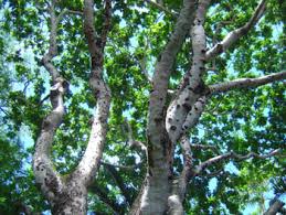 Image result for Parkia