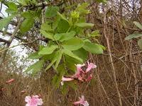 Image result for Stereospermum kunthianum