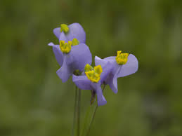 Image result for Burmannia