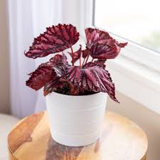 Hi plant lovers, i am super excited to get this beautiful plant to bloom for the first time, nature is begonia update: How To Grow And Care For Rex Begonias