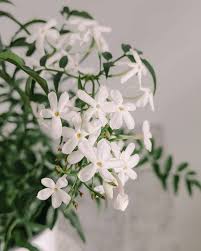 Image result for Jasminum bakeri