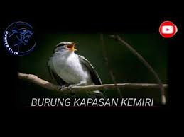 Khusus untuk burung kapasan kemiri (lalage nigra), wilayah persebarannya ini mulai dari wilayah thailand, semenanjung malaysia, singapura. Suara Pikat Dan Masteran Burung Kapasan Kemiri By Hunter Cilik