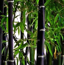 Black Bamboo Plants For Sale Live Black Bamboo Plant Bogo Sale Xl Live Bamboo Zen Garden Koi Pond Black Bamboo Plant Black Bamboo Bamboo In Pots