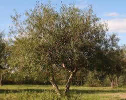 Image result for Sapium