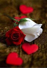 Maybe you would like to learn more about one of these? Pin Oleh Caroline Jennywati Di Roses Mawar Cantik Wallpaper Bunga Bunga