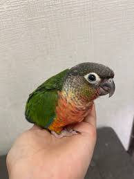 ウロコ インコ 販売