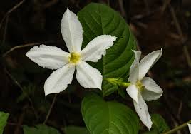 Image result for Heinsia