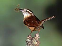 Carolina Wren Bird Gallery Houston Audubon