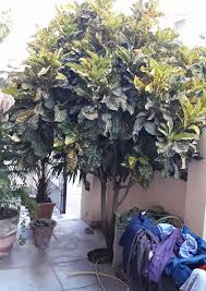 Image result for Croton longipedicellatus