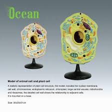 There are other distinct differences between plant and animal cells. Biological Plastic Animal Cell Model Model Of Plant Cell Buy Hot Sale The Model Of Plant Cell For Teaching School Teaching Supplies Plant Cell Anatomic Microstructure Model Medical Teaching Model Of Animal Cell Connection
