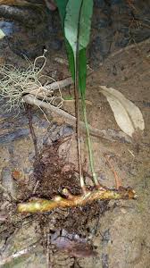 Image result for Lepisorus excavatus