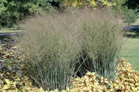 Maybe you would like to learn more about one of these? Panicum Grasses Switch Grass Hopes Grove Nurseries