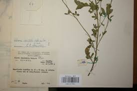 Image result for Cleome iberidella