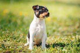 There is no difference between show or pet puppy prices until the age of 8 weeks. Toy Fox Terrier Dog Breed Information