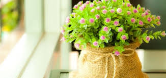 Результат пошуку зображень за запитом "квіти"