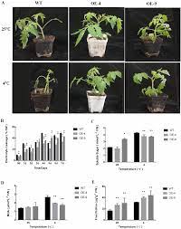 Check spelling or type a new query. Slmyb102 Expression Enhances Low Temperature Stress Resistance In Tomato Plants Peerj