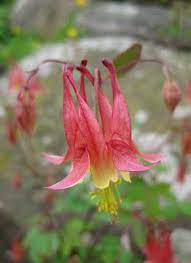 Aquilegia Canadensis Canadensis Rare Species Spring Wildflowers