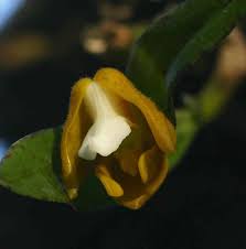 Image result for Polystachya campyloglossa