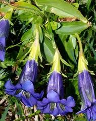 Image result for Exochaenium pumilum