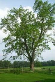 Black Walnut Tree Black Walnut Tree Tree Seedlings Walnut Tree